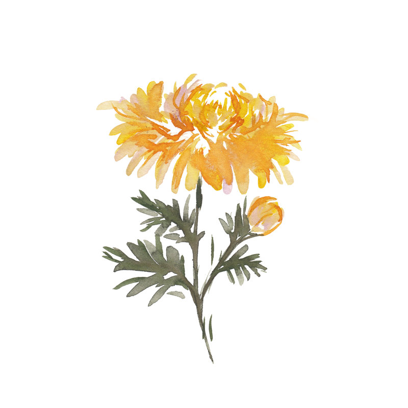 November Chrysanthemum by Amanda Cook - Wrapped Canvas Print, 91 cm H x 61 cm W