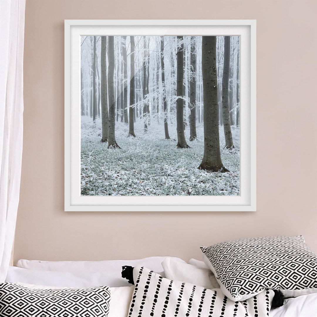 Gerahmtes Poster Beech Trees with Frost