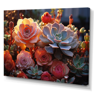 " Succulent Field Sunset "