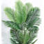 178cm Plant