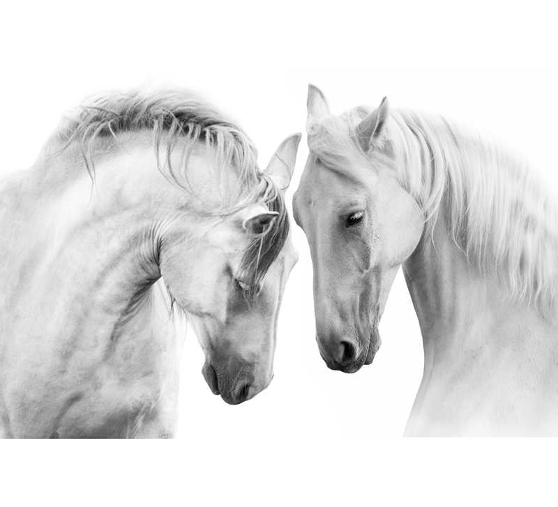 «Graceful Companions - Black and White Horse», art sur toile, H 36 po x l 48 po