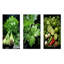 Herbes Cilantro Splash I - ensemble de 3 reproductions d'art mural Herbes-463542970-463542972