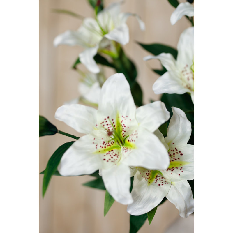 Anastasija Arrangement