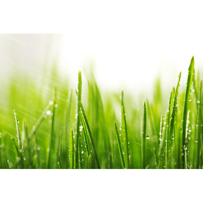 Green Wet Grass by Valio84sl - Wrapped Canvas Print