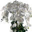 Anneus 150cm Plant
