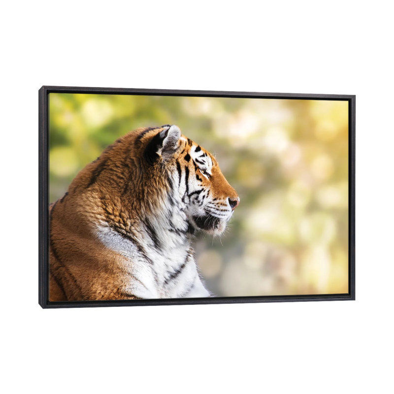 Tigre de Sibérie au soleil - reproduction d'art murale - toile encadrée, 60" x 40", Framed Canvas, Distressed Black