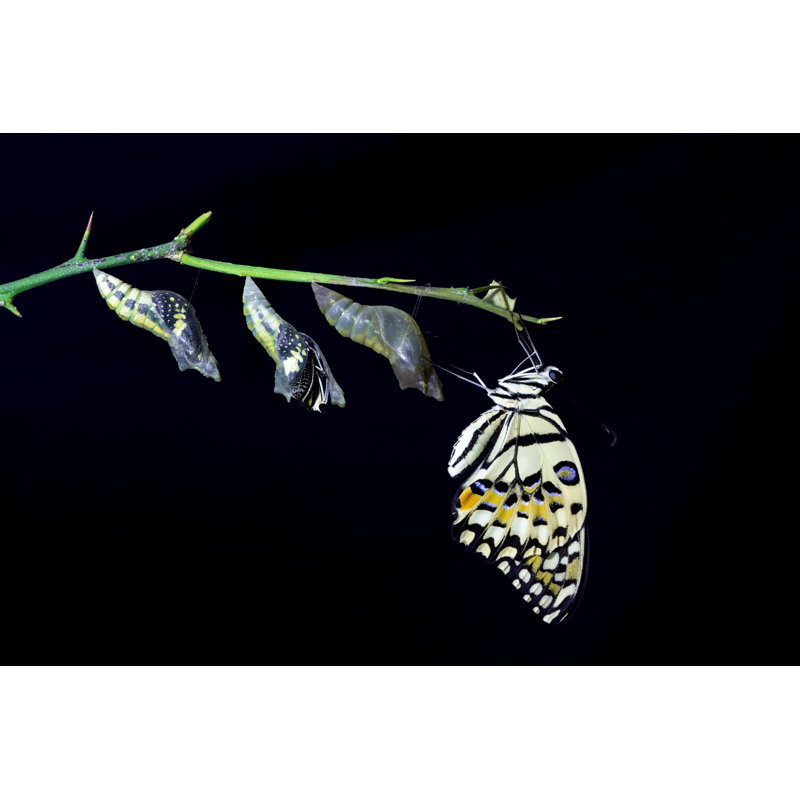 Transformation Of Lime Butterfly (Papilio Demoleus) - Wrapped Canvas Print, 30cm H x 46cm W x 3.8cm D