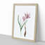 Pink Autumn Crocus Flowers by Pierre-Joseph Redoute - Picture Frame Painting Print-55583466-55583467