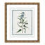Colombe Shabby Elegance Botanical I - Art encadré avec fond perdu-72514543-72514545