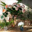 Amalia Mini Vase Assorted-49049734