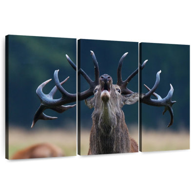Deer Scream