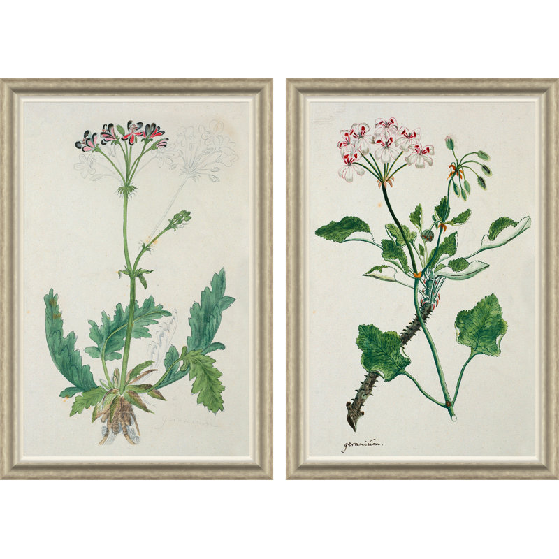 The Gordon African Collection: Plants, Robert Jacob Gordon, 1777-1786 Giclee Print by Robert Jacob Gordon