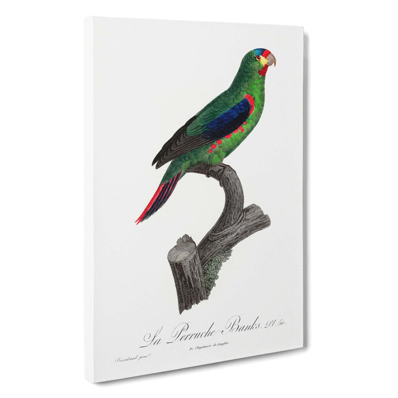 Swift Parrot by F. Levaillant - Wrapped Canvas, 60cm H x 40cm W x 3cm D