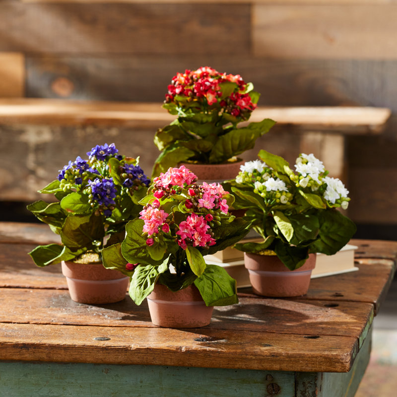 Kalanchoe en pot