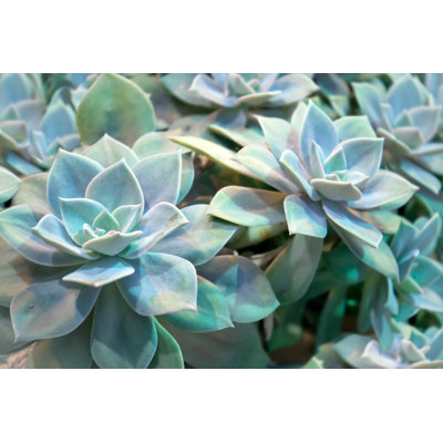 Plante Echeveria - Photographie sur toile