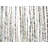 " Birch Trees Forest "
