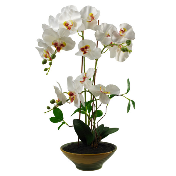 The Seasonal Aisle Orchid Arrangement in Planter & Reviews | Wayfair.co.uk