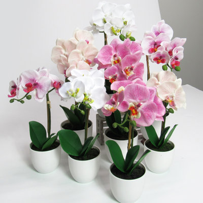 Orchid Arrangement in Pot