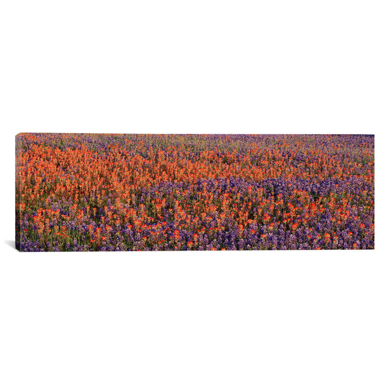 Reproduction de photo sur toile tendue, "Bluebonnets and Indian Indian Paintbrushes in a Field", Texas, Toile tendue