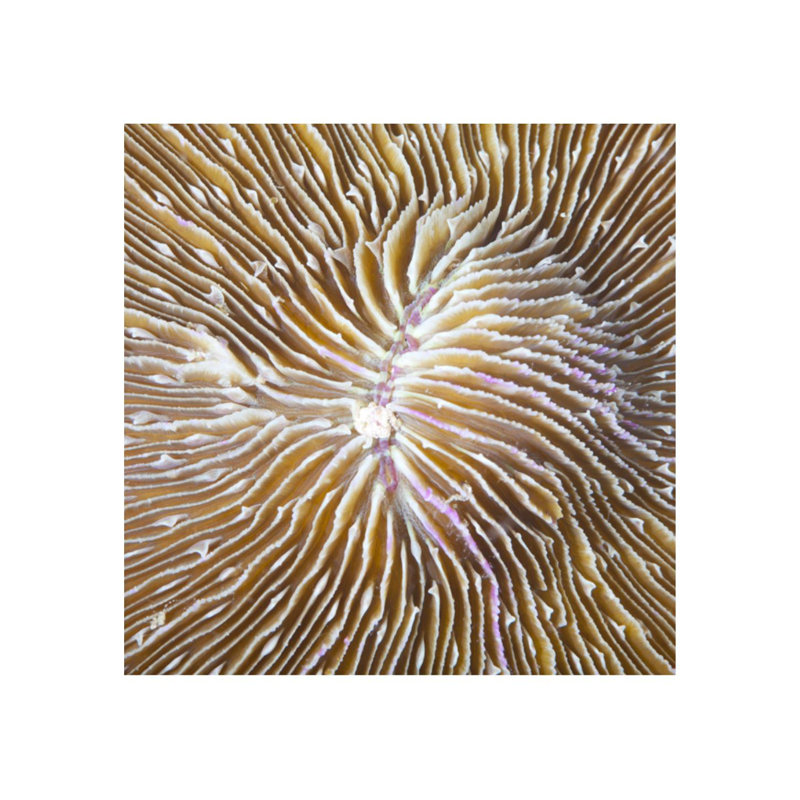 Underwater Beauty VI par Austin Beiv - photographie, Retour de 1 po, H 30 po x l 30 po x P 1,5 po