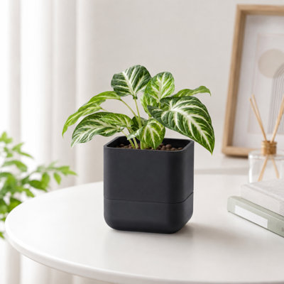 Ensemble de 3 pots à fleurs muraux avec système d'arrosage