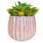 Rose clair est en rupture de stock