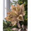Fabric Poinsettia Arrangement