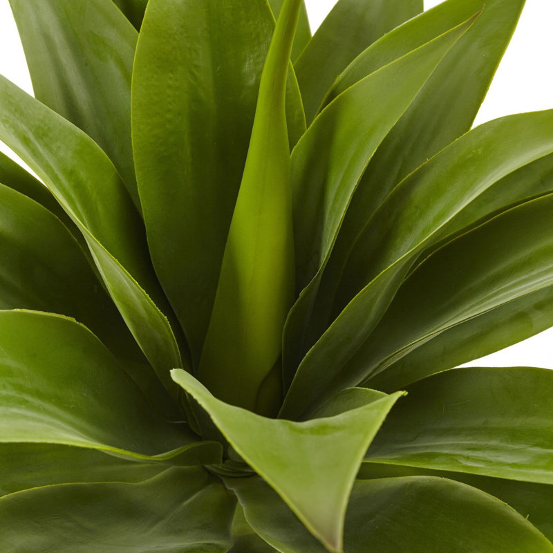 Agave Silk Plant