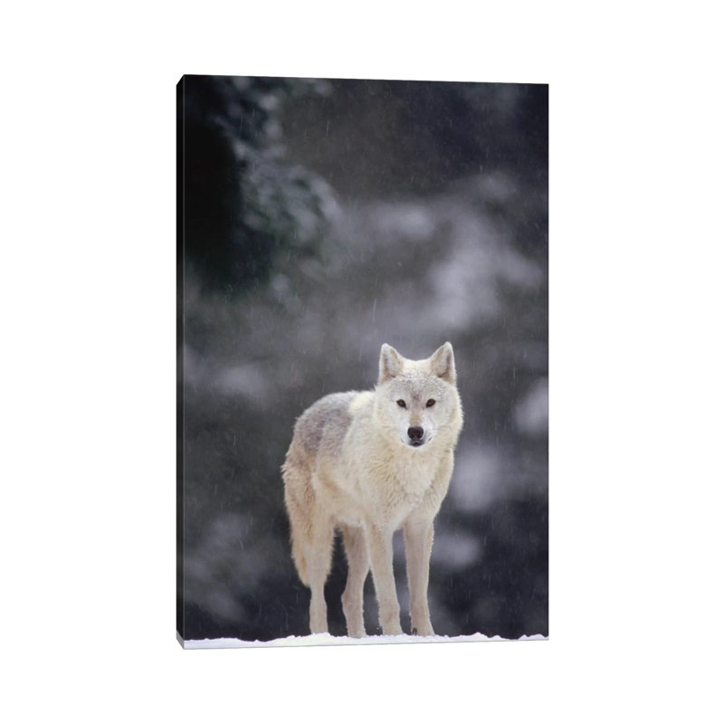 Timber Wolf Female In Falling Snow, North America by Gerry Ellis - Wrapped Canvas Print, 20.32 cm H x 30.48 cm W