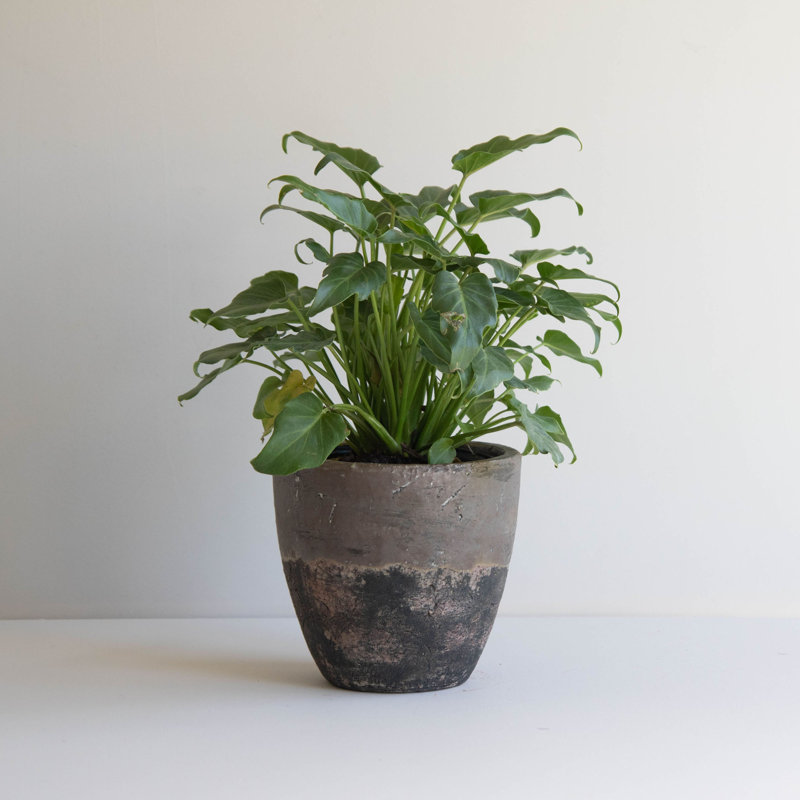 Handmade Pot Planter