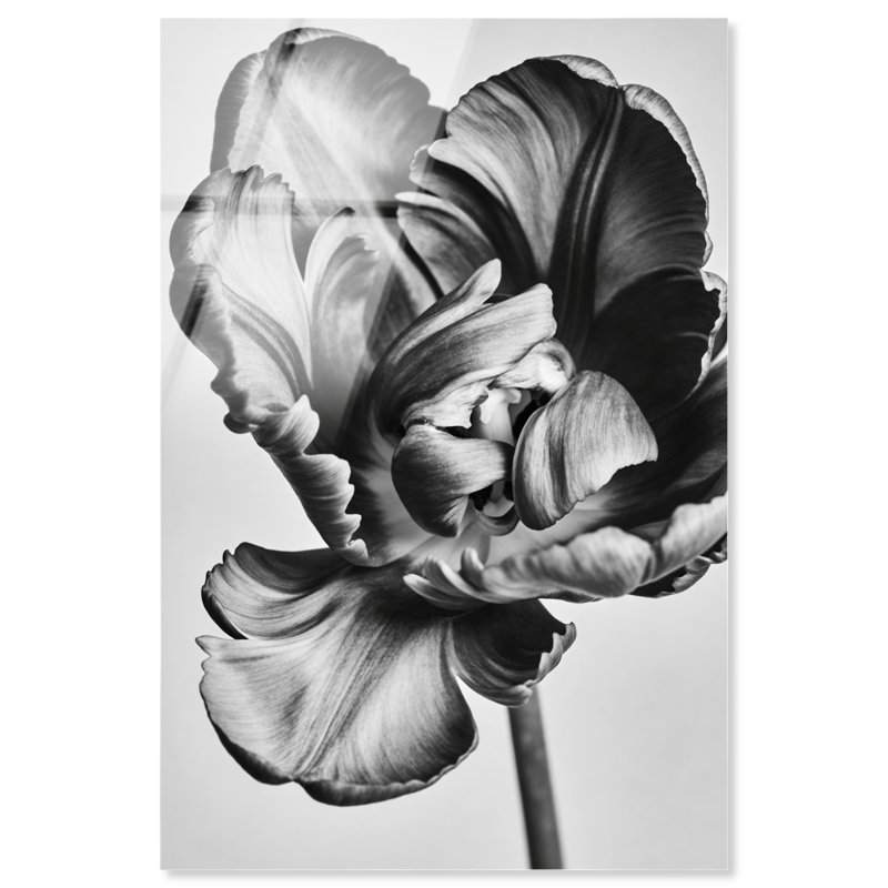 Graphite Flower Print by Oliver Gal, High-Gloss Acrylic Print, 10"H x 15"W