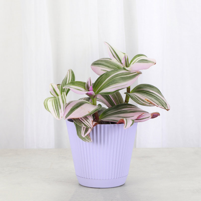 Live Tradescantia Nanouk Plant, Lavender