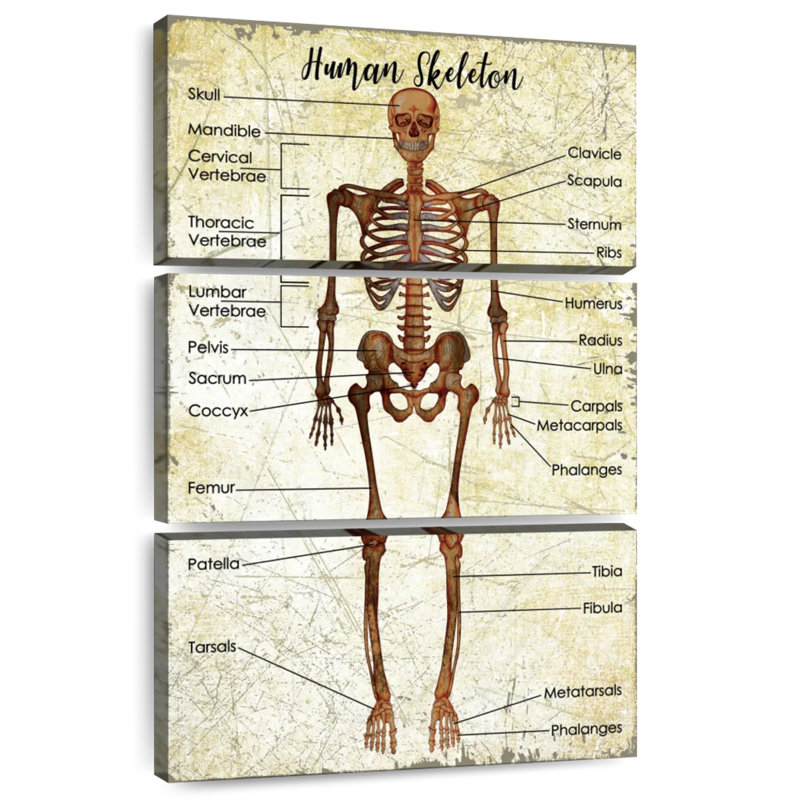 Keiri Human Skeleton Chart, 38" H x 24" W