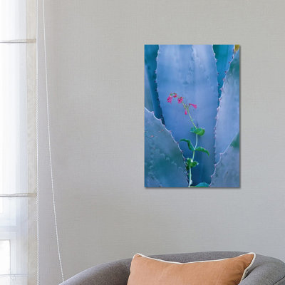 Agave and Parry's Penstemon Close up, North America I 1 Piece Wrapped Canvas Wall Art