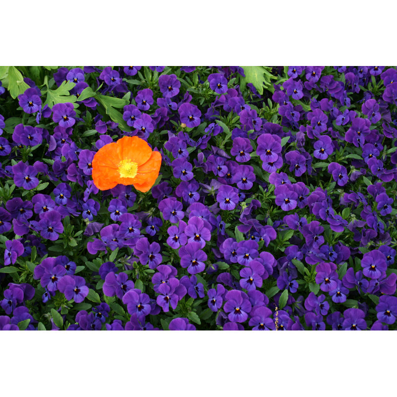 Artamas Colorful Contrasts In Springtime - Wrapped Canvas Print, 30cm H x 46cm W x 3.8cm D