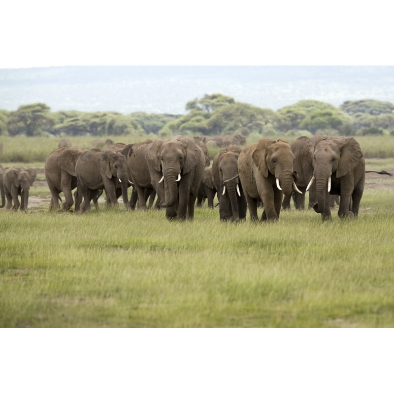 African Elephant by Rhardholt - Wrapped Canvas Print, 30cm H x 46cm W