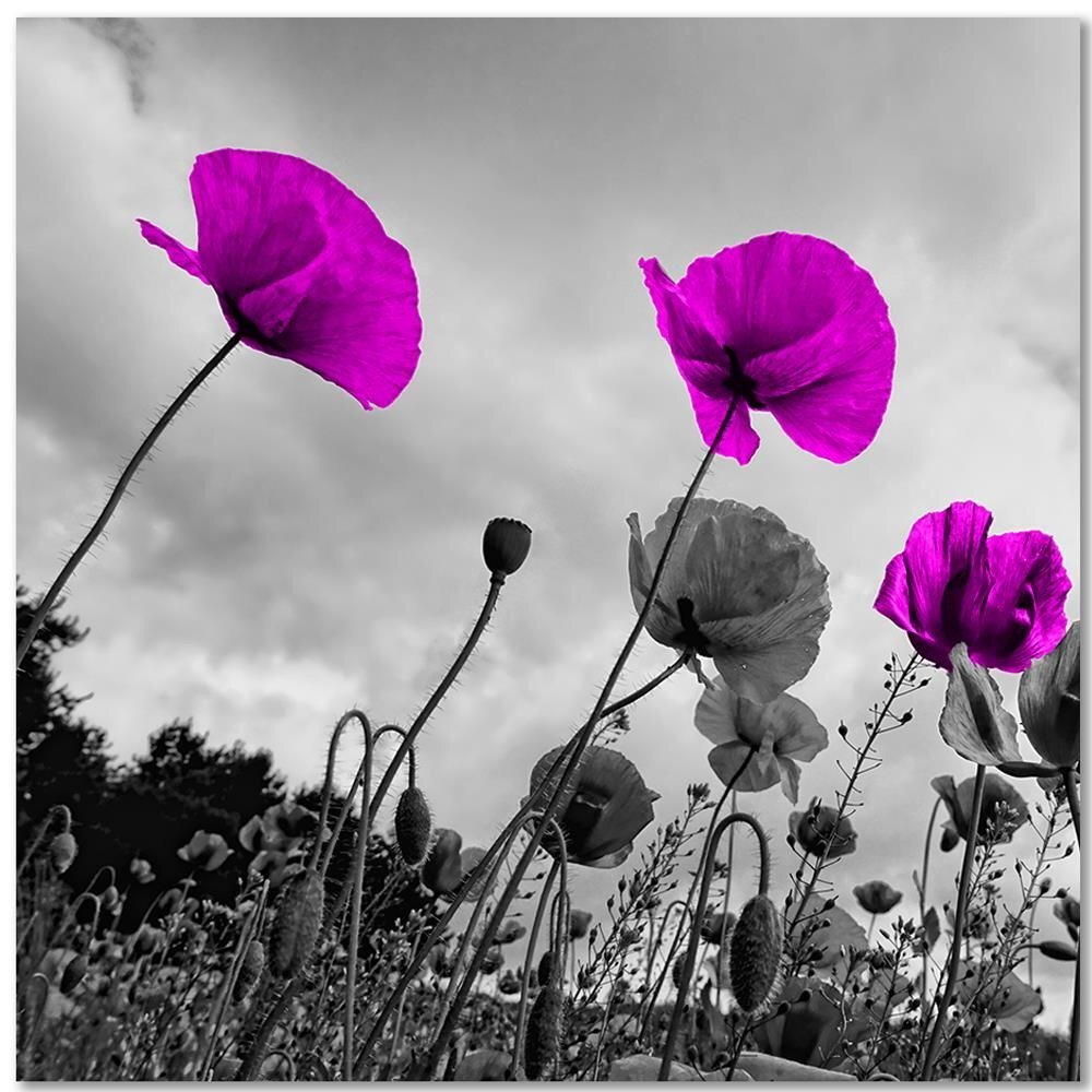 Leinwandbild Purple Poppy Flowers