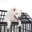 Cage pour chien de 55 po avec cage pour chien de 55 po