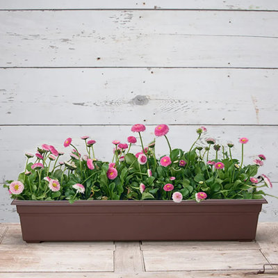 Nohely Planter Box