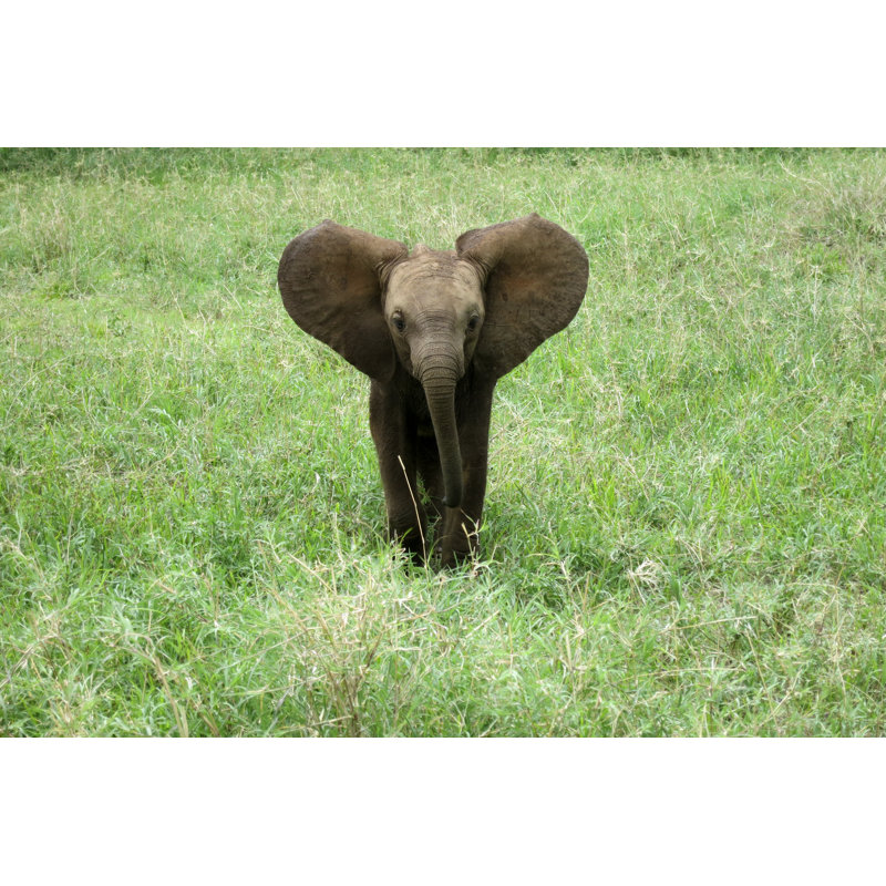 Elephant Baby by Webphotography - Wrapped Canvas Print, 61cm H x 91cm W x 3.8cm D