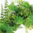 24 inch Artificial Spring Wreath with Ivy, Fern Leaves, Seed Pods, and Flowing Green Stems   