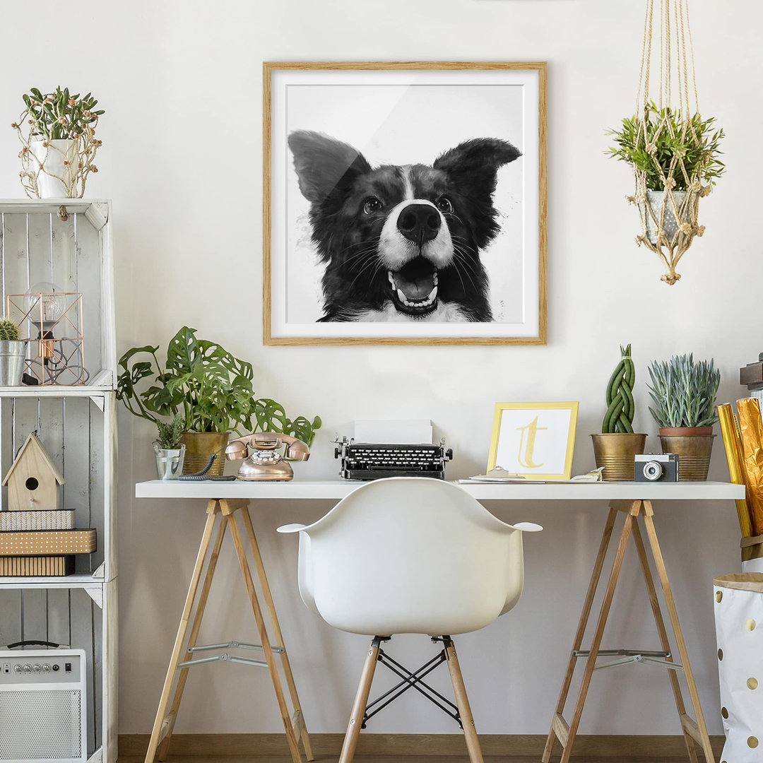 Gerahmtes Poster Illustration Dog Border Collie in Schwarzweiß