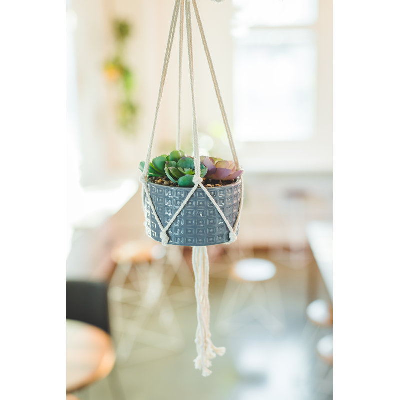 Plante grasse suspendue en pot