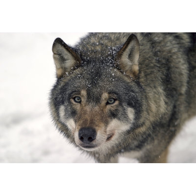 Loup gris par Ayimage