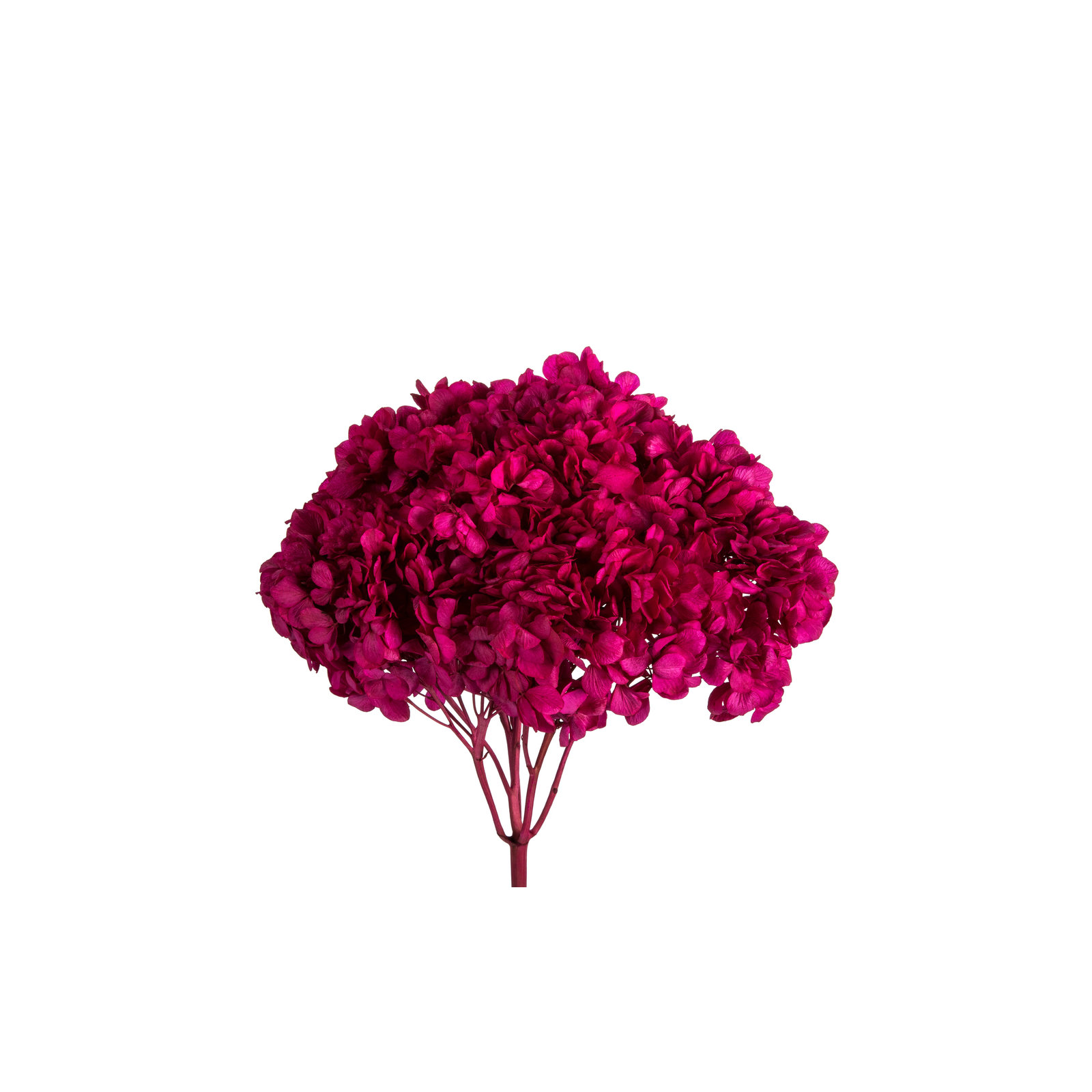 Natural Botanicals 15" Hydrangea with Multiple Branch Segments, Preserved, Raspberry