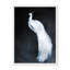 Nature Inspired Alabaster Majesty: White Peacock Against The Night-1691510549-1691510538-1691510531