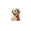 Golden Doodle Dog