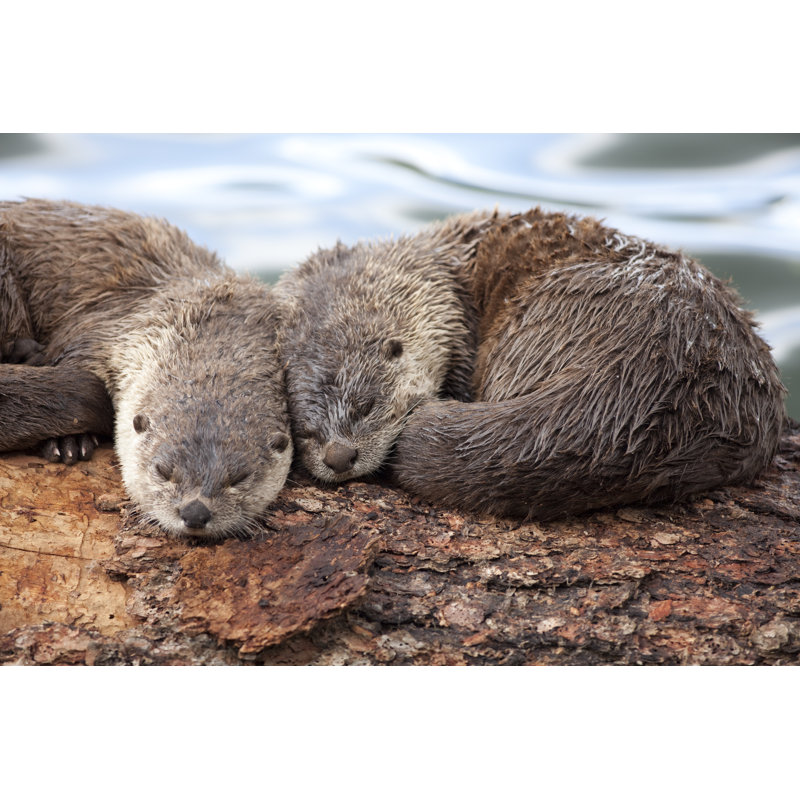 River Otter Sleep by Milehightraveler - Wrapped Canvas Print, 20cm H x 30cm W x 3.8cm D