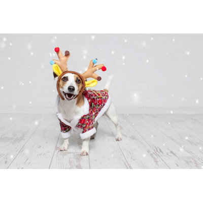 Dog In A Christmas Costume by Tatyanagl - Wrapped Canvas Photograph