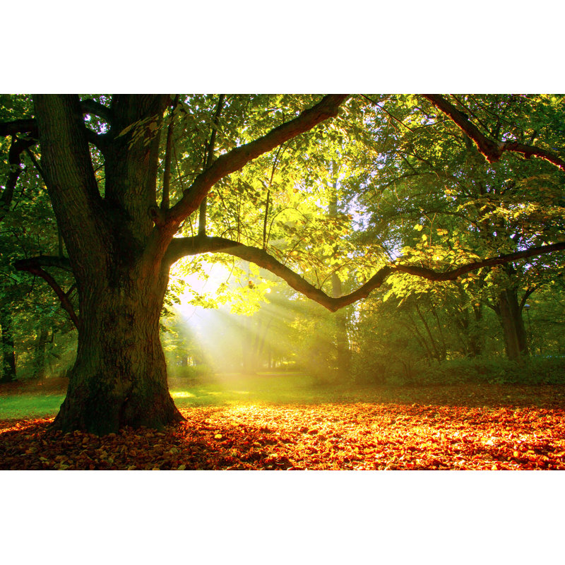 Mighty Oak Tree - Wrapped Canvas Print, 20cm H x 30cm W
